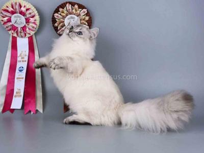 Valensia Munchkin Standard Blue Eyes Longhair - Munchkin - Gallery Photo #1