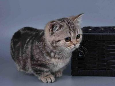 Dana Minuet Classic Tabby Short Legs Munchkin - Munchkin - Gallery Photo #1