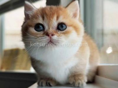 HTX Munchkin Standard Golden Shaded Short Leg - Munchkin - Gallery Photo #1