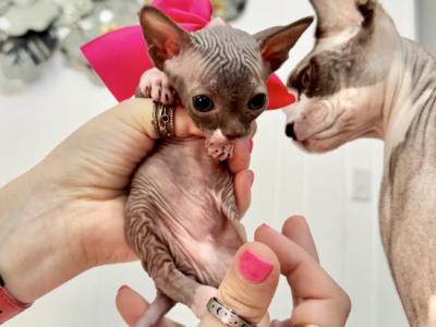 Red From Sparkles Sprinkles Litter - Sphynx - Gallery Photo #1