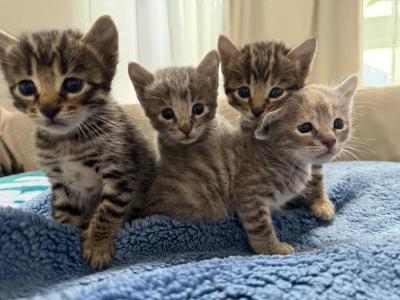 Jupiters Kitties - Bengal - Gallery Photo #1