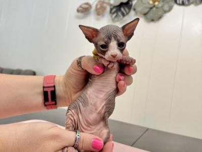 Yellow From Sparkles Sprinkles Litter - Sphynx - Gallery Photo #1