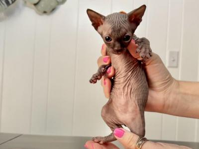 Orange From Sparkles Sprinkles Litter - Sphynx - Gallery Photo #1