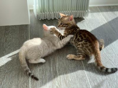 Gina And Rocky - Bengal - Gallery Photo #1
