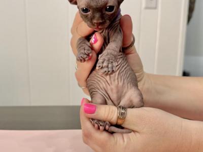 Purple From Sparkles Sprinkles Litter - Sphynx - Gallery Photo #1
