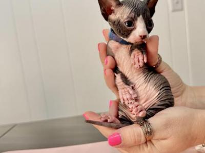 Blue From Sparkles Sprinkles Litter - Sphynx - Gallery Photo #1