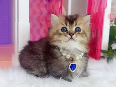 MK025 - Munchkin - Gallery Photo #1