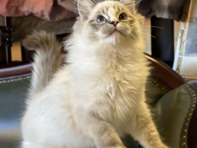 Tessy - Ragdoll - Gallery Photo #1
