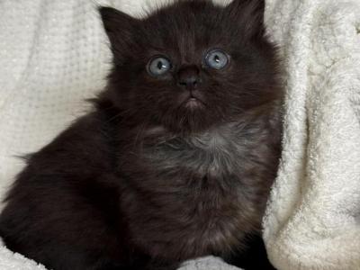 Cutest - Polydactyl - Gallery Photo #1