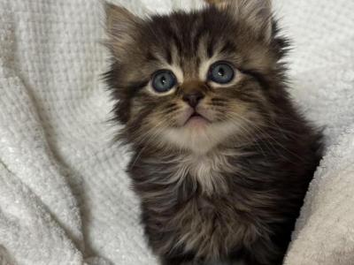 Bestie - Ragdoll - Gallery Photo #1