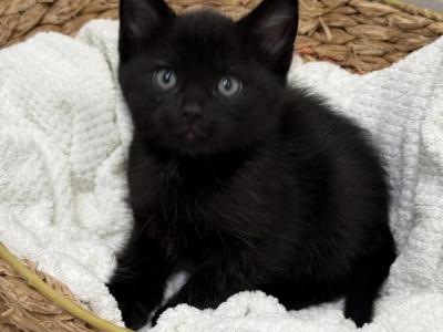 Blackie - Domestic - Gallery Photo #1