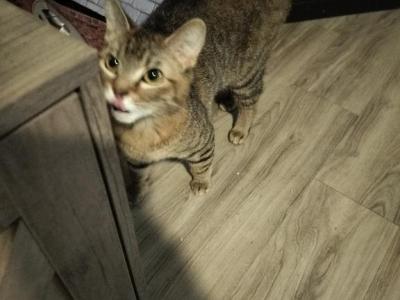 Nala - Domestic - Gallery Photo #1