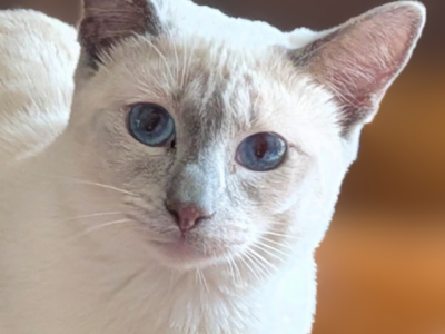 EXPECTED IN JULY - Siamese - Gallery Photo #1