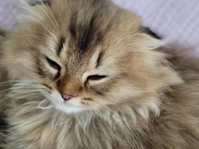 Jr Prince - Scottish Fold - Gallery Photo #1