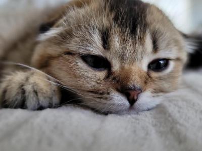 Wiskers - Scottish Fold - Gallery Photo #1