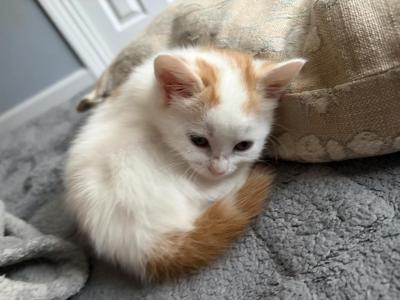 Darla - Domestic - Gallery Photo #1