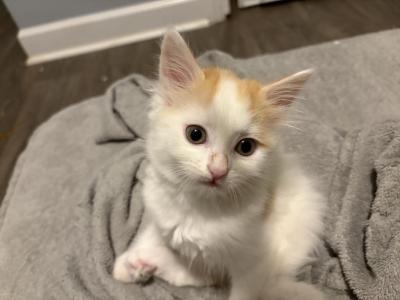 Alfalfa - Domestic - Gallery Photo #1