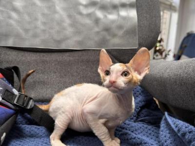 Kitty 1 - Cornish Rex - Gallery Photo #1