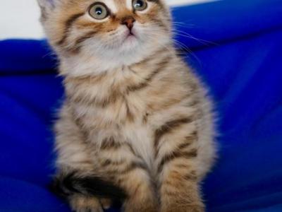 Zoltan - British Shorthair - Gallery Photo #1