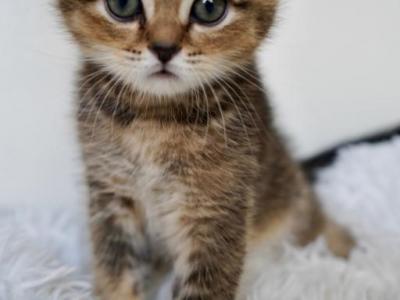 Baby Face - Scottish Straight - Gallery Photo #1