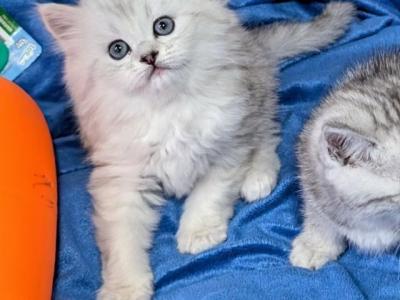 E - Scottish Straight - Gallery Photo #1