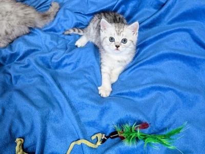 A - Scottish Straight - Gallery Photo #1