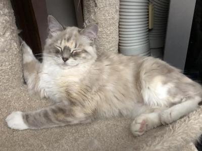 Spicy Lynx Muted Calico Tortie - Ragdoll - Gallery Photo #1