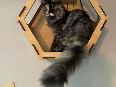 Penny - Maine Coon - Gallery Photo #1