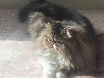 CFA Champion Cleopatra Price Reduced - Persian - Gallery Photo #1