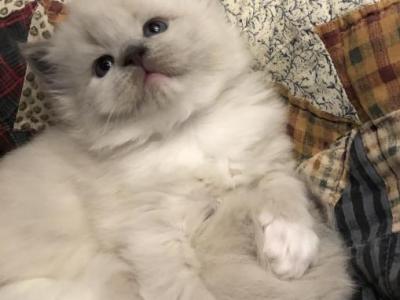 Billy - Ragdoll - Gallery Photo #1
