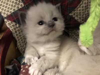 Candy - Ragdoll - Gallery Photo #1