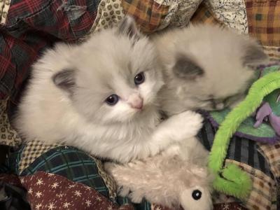 Susie Q - Ragdoll - Gallery Photo #1