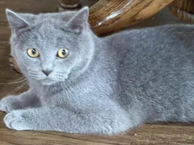 Blue British Shorthair Kitten - British Shorthair - Gallery Photo #1