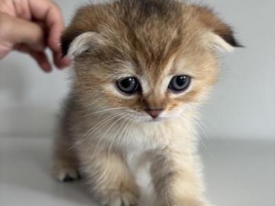 Starry - Scottish Fold - Gallery Photo #1