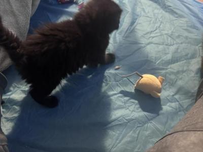 Diego Of Donnelly - Maine Coon - Gallery Photo #1