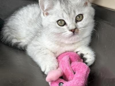 Prince - Scottish Straight - Gallery Photo #1