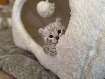 Spring Highlander Kittens - Highlander - Gallery Photo #1