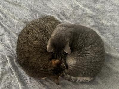 Smokey & Apollo - American Shorthair - Gallery Photo #1