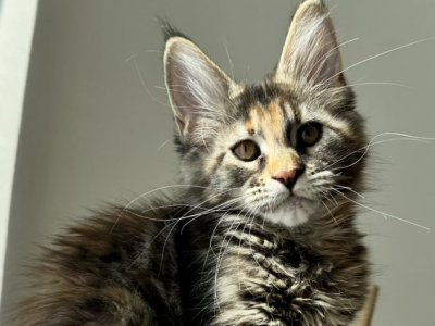 Irina - Maine Coon - Gallery Photo #1