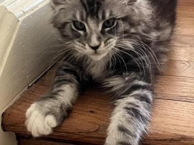 Nikita Coons Bull - Maine Coon - Gallery Photo #1