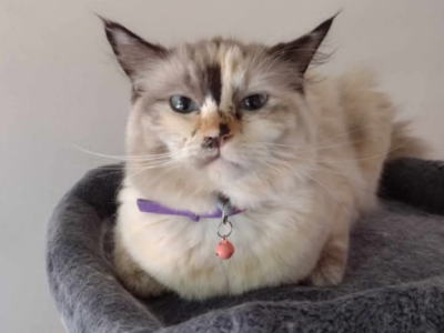 Miso - Ragdoll - Gallery Photo #1
