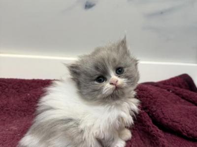 Pancake - Persian - Gallery Photo #1