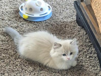 George - Ragdoll - Gallery Photo #1