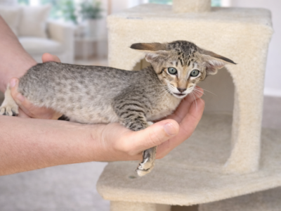 Alisa - Oriental - Gallery Photo #1