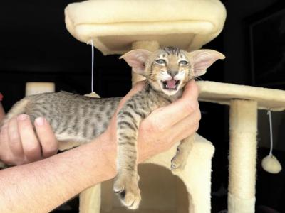 Anastasia - Oriental - Gallery Photo #1