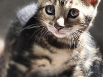Hunter - Bengal - Gallery Photo #1