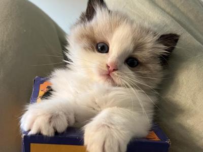 Honey - Ragdoll - Gallery Photo #1