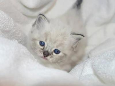 Rosie - Ragdoll - Gallery Photo #1