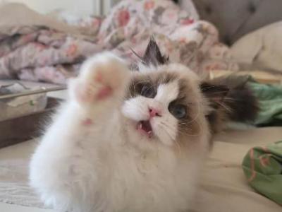 Onyx - Ragdoll - Gallery Photo #1