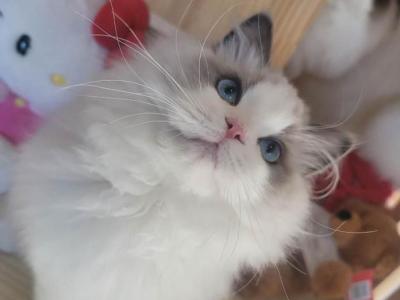 Sapphire - Ragdoll - Gallery Photo #1